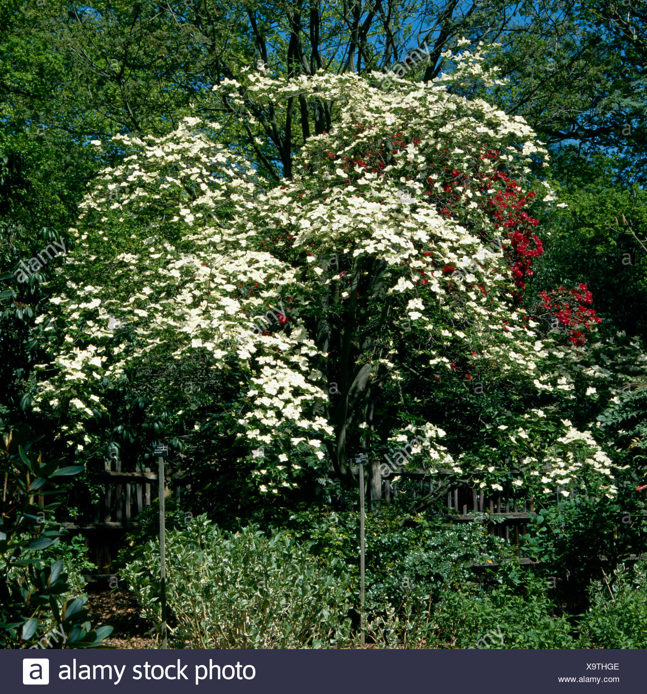 Cornus Eddies White Wonder Stock Photos & Cornus Eddies White Wonder